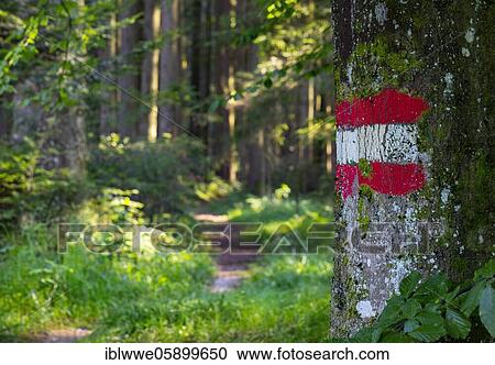 Stock Image - Forest path with waymarking on a tree, Mondseeland, Upper Austria, Austria, Europe. Fotosearch