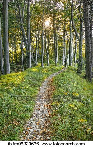 Stock Photograph - Forest trail, Basel Jura, Basel-Land, Switzerland, Europe. Fotosearch