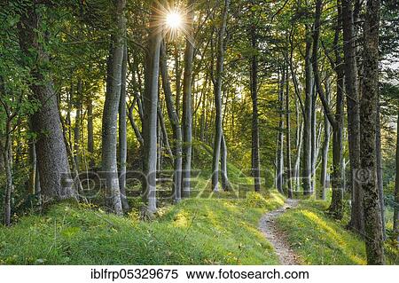 Forest trail, Basel Jura, Basel-Land, Switzerland, Europe View Large Photo Image Stock Photography - Forest trail, Basel Jura, Basel-Land, Switzerland, Europe. Fotosearch