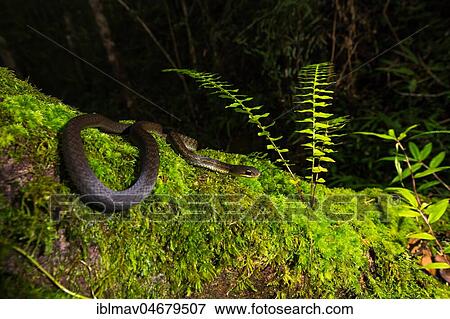 Forest Water Snake (Thamnosophis infrasignatus) crawls on moss, Annjozorobe Reserve, Madagascar, Africa View Large Photo Image Stock Photo - Forest Water Snake (Thamnosophis infrasignatus) crawls on moss, Annjozorobe Reserve, Madagascar, Africa. Fotosearch
