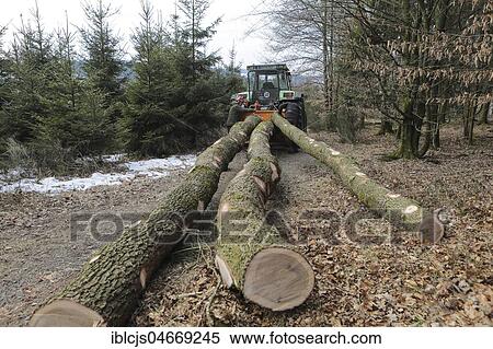Forestry workers hang logs on tractors, tractors, Bergisches Land, Germany, Europe View Large Photo Image Stock Photography - Forestry workers hang logs on tractors, tractors, Bergisches Land, Germany, Europe. Fotosearch