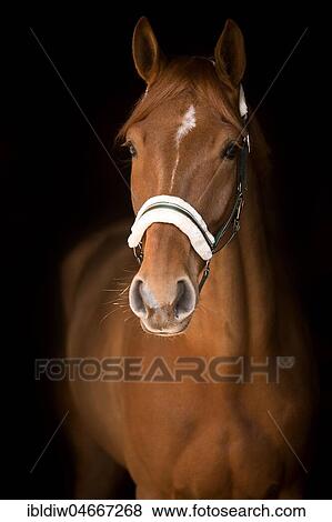 Fox horse with narrow blaze, wedge star, with halter, animal portrait on black background, studio shot View Large Photo Image Stock Photo - Fox horse with narrow blaze, wedge star, with halter, animal portrait on black background, studio shot. Fotosearch