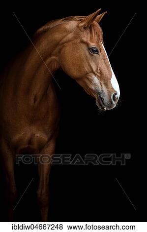 Stock Photo - Fox, Warmblood horse with blaze, animal portrait on black background, studio shot. Fotosearch