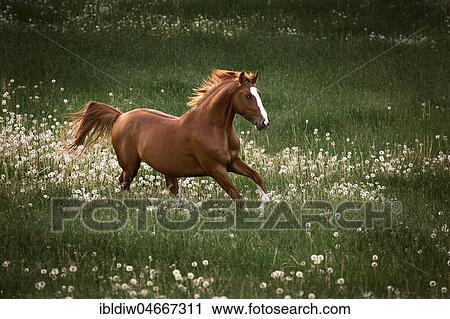Fox, warmblood horse with blaze gallops dynamically across a dandelion meadow, Germany, Europe View Large Photo Image Stock Image - Fox, warmblood horse with blaze gallops dynamically across a dandelion meadow, Germany, Europe. Fotosearch