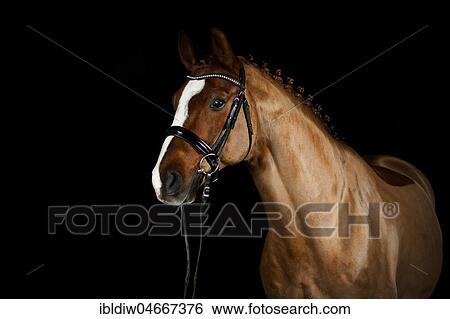 Fox, warmblood, shorn with snaffle, blaze and plaited mane, animal portrait, against a black background, Germany, Europe View Large Photo Image Stock Photograph - Fox, warmblood, shorn with snaffle, blaze and plaited mane, animal portrait, against a black background, Germany, Europe. Fotosearch