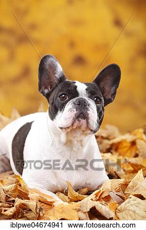 French bulldog, bitch lies in autumn leaves View Large Photo Image Stock Image - French bulldog, bitch lies in autumn leaves. Fotosearch