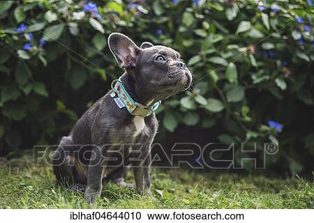 French Bulldog (Canis lupus familiaris) sitting in front of bushes with blue flowers, puppy, Switzerland, Europe View Large Photo Image Stock Image - French Bulldog (Canis lupus familiaris) sitting in front of bushes with blue flowers, puppy, Switzerland, Europe. Fotosearch