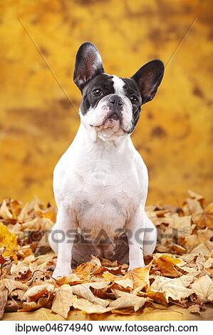 French bulldog, female, sits in autumn leaves View Large Photo Image Stock Image - French bulldog, female, sits in autumn leaves. Fotosearch