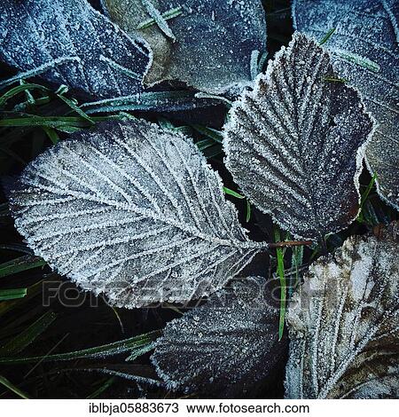Frozen leaves, Puy de Dome department, Auvergne-Rhone-Alpes, france View Large Photo Image Stock Image - Frozen leaves, Puy de Dome department, Auvergne-Rhone-Alpes, france. Fotosearch
