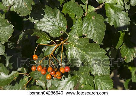 Fruchte und Blatter von Echte Mehlbeere (Sorbus aria), Mecklenburg-Vorpommern, Deutschland, Europa View Large Photo Image Stock Image - Fruchte und Blatter von Echte Mehlbeere (Sorbus aria), Mecklenburg-Vorpommern, Deutschland, Europa. Fotosearch
