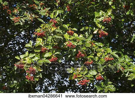 Fruchte und Blatter von Echte Mehlbeere (Sorbus aria), Fischland-Darss-Zingst, Mecklenburg-Vorpommern, Deutschland, Europa View Large Photo Image Stock Image - Fruchte und Blatter von Echte Mehlbeere (Sorbus aria), Fischland-Darss-Zingst, Mecklenburg-Vorpommern, Deutschland, Europa. Fotosearch