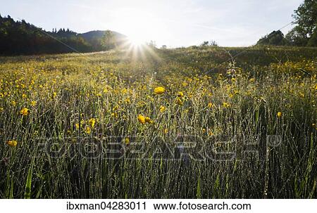 Stock Image - Fruhlingswiese in der Morgensonne, Gaissach, Isarwinkel, Oberbayern, Bayern, Deutschland, Europa. Fotosearch