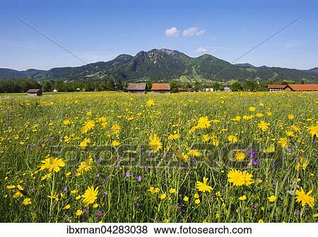 Stock Photo - Fruhlingswiese mit Wiesen-Bocksbart (Tragopogon pratensis), Lenggries und Brauneck, Isarwinkel, Oberbayern, Bayern, Deutschland, Europa. Fotosearch