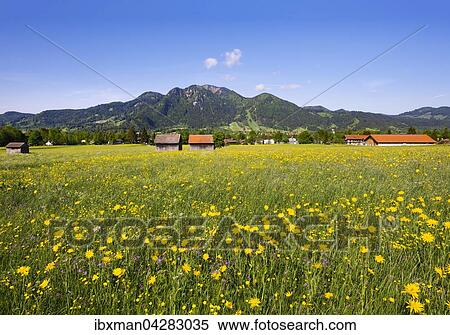 Stock Photography - Fruhlingswiese mit Wiesen-Bocksbart (Tragopogon pratensis), Lenggries und Brauneck, Isarwinkel, Oberbayern, Bayern, Deutschland, Europa. Fotosearch