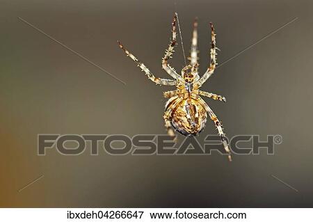 Stock Photo - Gartenkreuzspinne (Araneus diadematus) hangt am Spinnfaden, Deutschland, Europa. Fotosearch