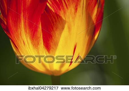 Stock Photo - Gelb-rote Tulpe (Tulipa sp. ), Baden-Wurttemberg, Deutschland, Europa. Fotosearch
