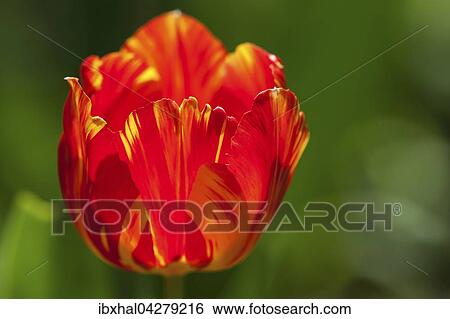 Gelb-rote Tulpe (Tulipa sp. ), Baden-Wurttemberg, Deutschland, Europa View Large Photo Image Stock Photograph - Gelb-rote Tulpe (Tulipa sp. ), Baden-Wurttemberg, Deutschland, Europa. Fotosearch