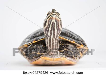 Gelbbauch-Schmuckschildkrote (Trachemys scripta scripta), Portrait, captive View Large Photo Image Stock Photograph - Gelbbauch-Schmuckschildkrote (Trachemys scripta scripta), Portrait, captive. Fotosearch