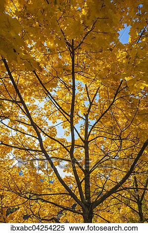 Gelbe Herbstfarbung, Ahorn (Acer), Bayern, Deutschland, Europa View Large Photo Image Stock Photography - Gelbe Herbstfarbung, Ahorn (Acer), Bayern, Deutschland, Europa. Fotosearch