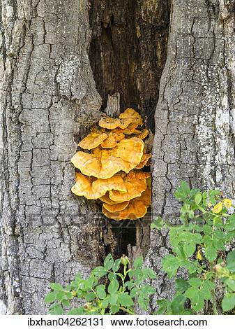 Stock Image - Gelber Baumschwamm in einem Eichenstamm (Quercus), Fuente De, Cantabria, Spanien, Europa. Fotosearch
