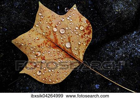 Stock Photo - Gelbes Tulpenbaumblatt (Liriodendron tulipifera) mit Wassertropfen, Deutschland, Europa. Fotosearch