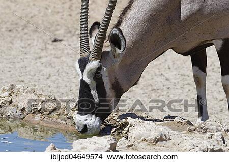 Gemsbok (Oryx gazella) drinking at a waterhole, Kgalagadi Transfrontier Park, Northern Cape, South Africa, Africa View Large Photo Image Picture - Gemsbok (Oryx gazella) drinking at a waterhole, Kgalagadi Transfrontier Park, Northern Cape, South Africa, Africa. Fotosearch