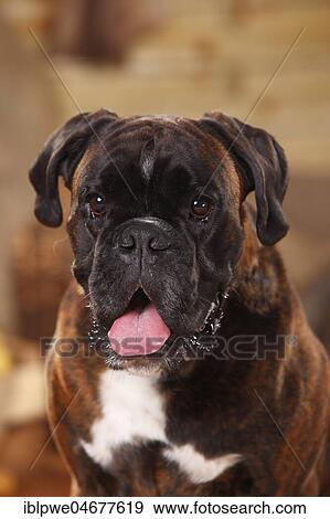 German Boxer, male, animal portrait, open mouth View Large Photo Image Stock Photo - German Boxer, male, animal portrait, open mouth. Fotosearch