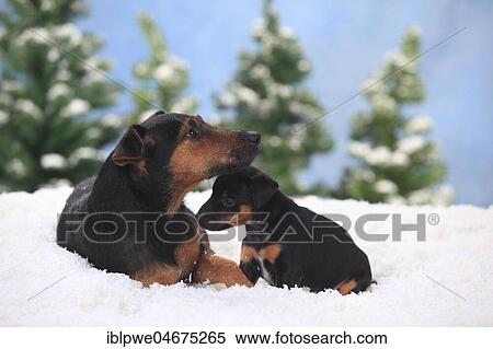 German hunting terrier, bitch with puppy, 6 weeks, lying in artificial snow, winterly View Large Photo Image Stock Photography - German hunting terrier, bitch with puppy, 6 weeks, lying in artificial snow, winterly. Fotosearch