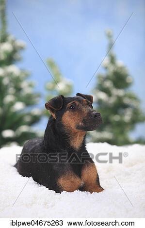 Stock Image - German hunting terrier, female, lies in artificial snow, winterly. Fotosearch