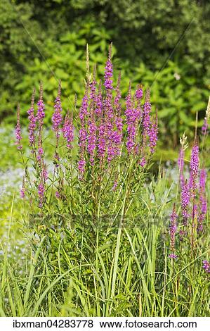Stock Photo - Gewohnlicher Blutweiderich (Lythrum salicaria), Naturschutzgebiet Isarauen bei Geretsried, Oberbayern, Bayern, Deutschland, Europa. Fotosearch