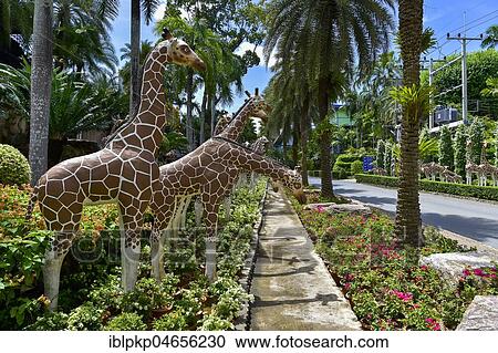 Giraffe figures, Nong Nooch Tropical Botanical Garden, Pattaya, Thailand, Asia View Large Photo Image Stock Image - Giraffe figures, Nong Nooch Tropical Botanical Garden, Pattaya, Thailand, Asia. Fotosearch
