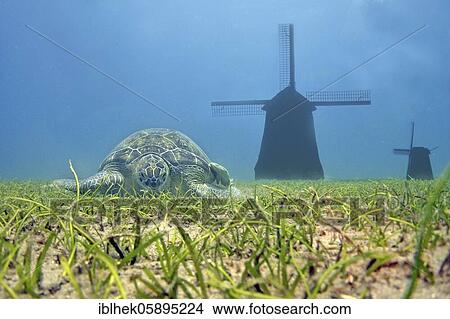 Global warming, rising sea level, Holland under water, future, green sea turtle knows sea grass, sea grass meadow, assembly View Large Photo Image Picture - Global warming, rising sea level, Holland under water, future, green sea turtle knows sea grass, sea grass meadow, assembly. Fotosearch