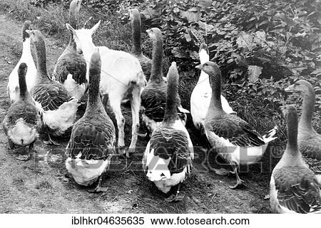 Stock Photography - Goat between geese, 1950s, exact place unknown, Germany, Europe. Fotosearch
