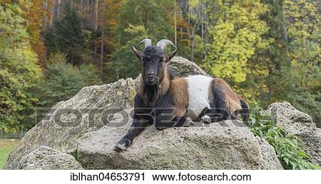 Goat (Capra aegagrus hircus) resting on rocks, Sierningtal nature park Park, municipality of Ternitz, Lower Austria, Austria, Europe View Large Photo Image Stock Image - Goat (Capra aegagrus hircus) resting on rocks, Sierningtal nature park Park, municipality of Ternitz, Lower Austria, Austria, Europe. Fotosearch
