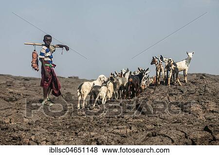 Stock Photo - Goat shepherd, boy with herd of goats, Danakil Desert, Ethiopia, Africa. Fotosearch