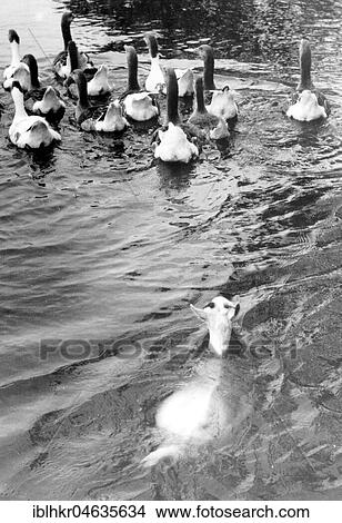 Picture - Goat swims after geese, 1950s, exact place unknown, Germany, Europe. Fotosearch