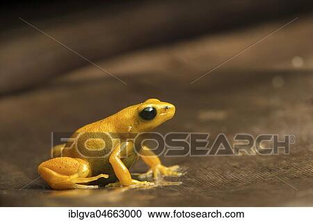 Golden mantella (Mantella aurantiaca) sits on leaf, Andasibe National Park, Madagascar, Africa View Large Photo Image Stock Image - Golden mantella (Mantella aurantiaca) sits on leaf, Andasibe National Park, Madagascar, Africa. Fotosearch