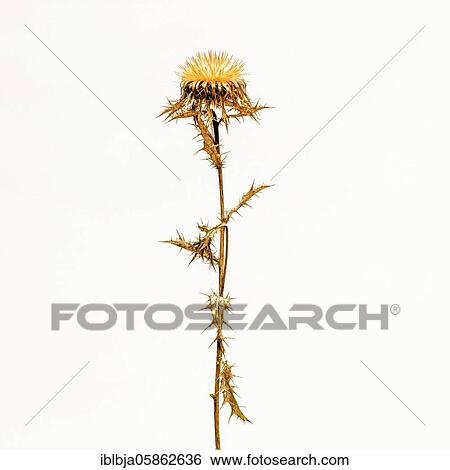 Stock Photograph - Golden Thistle, studio shot, France, Europe. Fotosearch