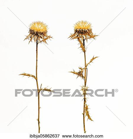 Golden thistles, studio shot, France, Europe View Large Photo Image Stock Photo - Golden thistles, studio shot, France, Europe. Fotosearch