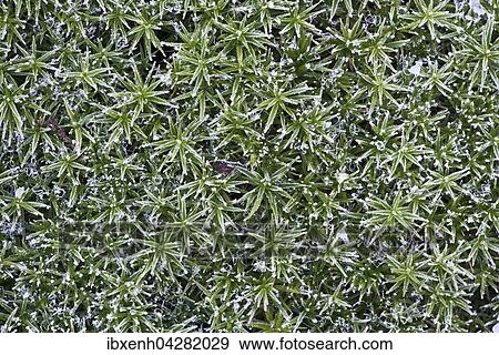 Goldenes Frauenhaarmoos (Polytrichum commune) mit Raureif, Niedersachsen, Deutschland, Europa View Large Photo Image Stock Photo - Goldenes Frauenhaarmoos (Polytrichum commune) mit Raureif, Niedersachsen, Deutschland, Europa. Fotosearch