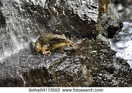Goliathfrosch (Conraua goliath) unter Wasserfall, grosster Frosch der Welt, Mangamba bei Nkongsamba, Provinz Littoral, Kamerun, Afrika View Large Photo Image Stock Image - Goliathfrosch (Conraua goliath) unter Wasserfall, grosster Frosch der Welt, Mangamba bei Nkongsamba, Provinz Littoral, Kamerun, Afrika. Fotosearch
