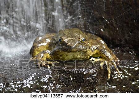 Stock Photo - Goliathfrosch (Conraua goliath) unter Wasserfall, grosster Frosch der Welt, Mangamba bei Nkongsamba, Provinz Littoral, Kamerun, Afrika. Fotosearch