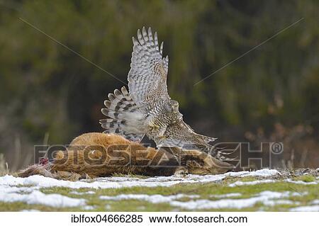 Stock Photography - Goshawk (Pica pica), approach to the carcass of a young red deer, Tyrol, Austria, Europe. Fotosearch