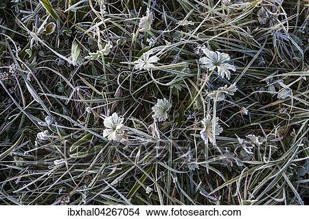 Picture - Graser und Pflanzen auf einer Wiese mit Raureif uberzogen, Bayern, Deutschland, Europa. Fotosearch