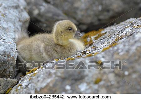Stock Image - Graugans (Anser anser), Kuken, Gossel, versteckt sich zwischen Steinen, Insel Flatey, Breidafjordur, Island, Europa. Fotosearch