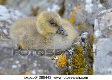 Graugans (Anser anser), Kuken, Gossel, versteckt sich zwischen Steinen, Insel Flatey, Breidafjordur, Island, Europa View Large Photo Image Stock Image - Graugans (Anser anser), Kuken, Gossel, versteckt sich zwischen Steinen, Insel Flatey, Breidafjordur, Island, Europa. Fotosearch