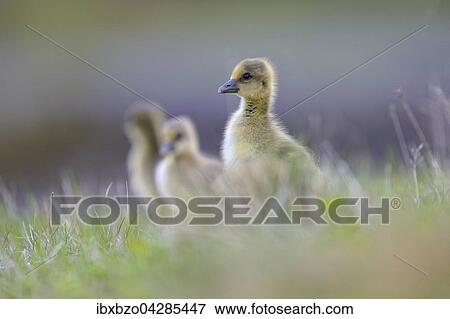 Graugans (Anser anser), Kuken, Gossel bei der Nahrungssuche im Gras, Insel Flatey, Breidafjordur, Island, Europa View Large Photo Image Stock Photo - Graugans (Anser anser), Kuken, Gossel bei der Nahrungssuche im Gras, Insel Flatey, Breidafjordur, Island, Europa. Fotosearch