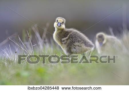 Stock Photo - Graugans (Anser anser), Kuken, Gossel bei der Nahrungssuche im Gras, Insel Flatey, Breidafjordur, Island, Europa. Fotosearch