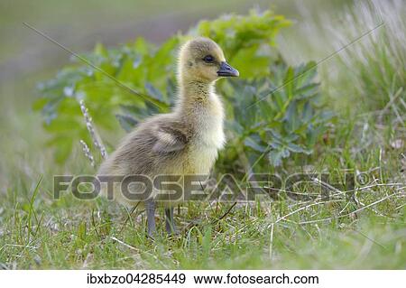 Stock Photo - Graugans (Anser anser), Kuken, Gossel im Gras, Insel Flatey, Breidafjordur, Island, Europa. Fotosearch