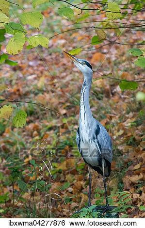 Graureiher (Ardea cinerea) steht zwischen Herbstblattern, Nordhessen, Deutschland, Europa View Large Photo Image Stock Photograph - Graureiher (Ardea cinerea) steht zwischen Herbstblattern, Nordhessen, Deutschland, Europa. Fotosearch